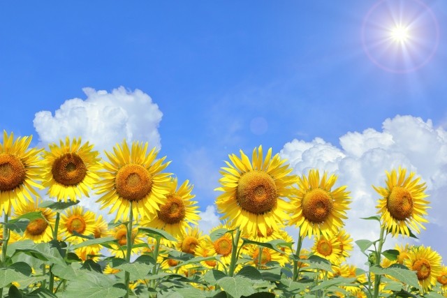 色あせの大きな原因は紫外線